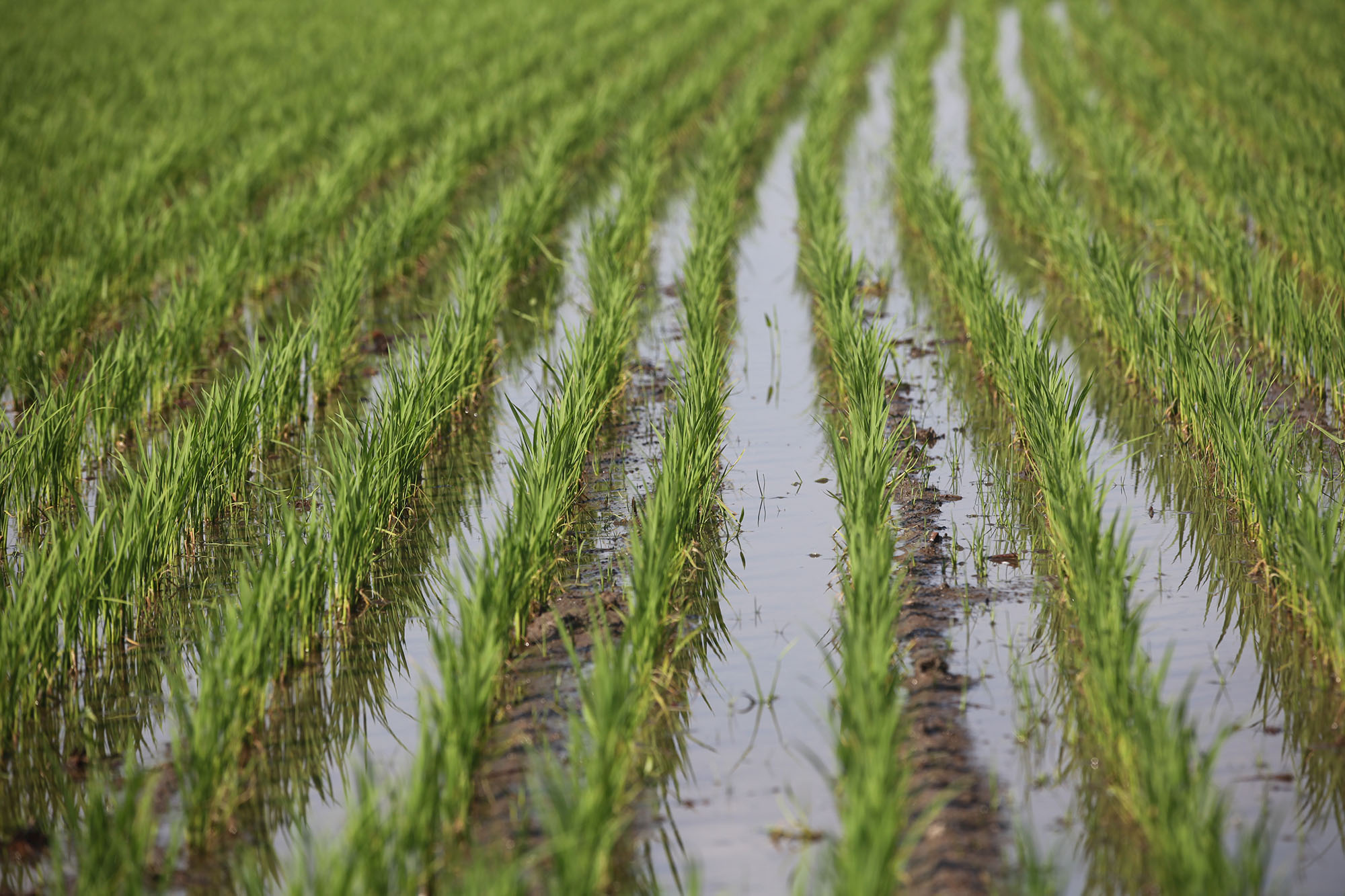 吉林大米种植基地