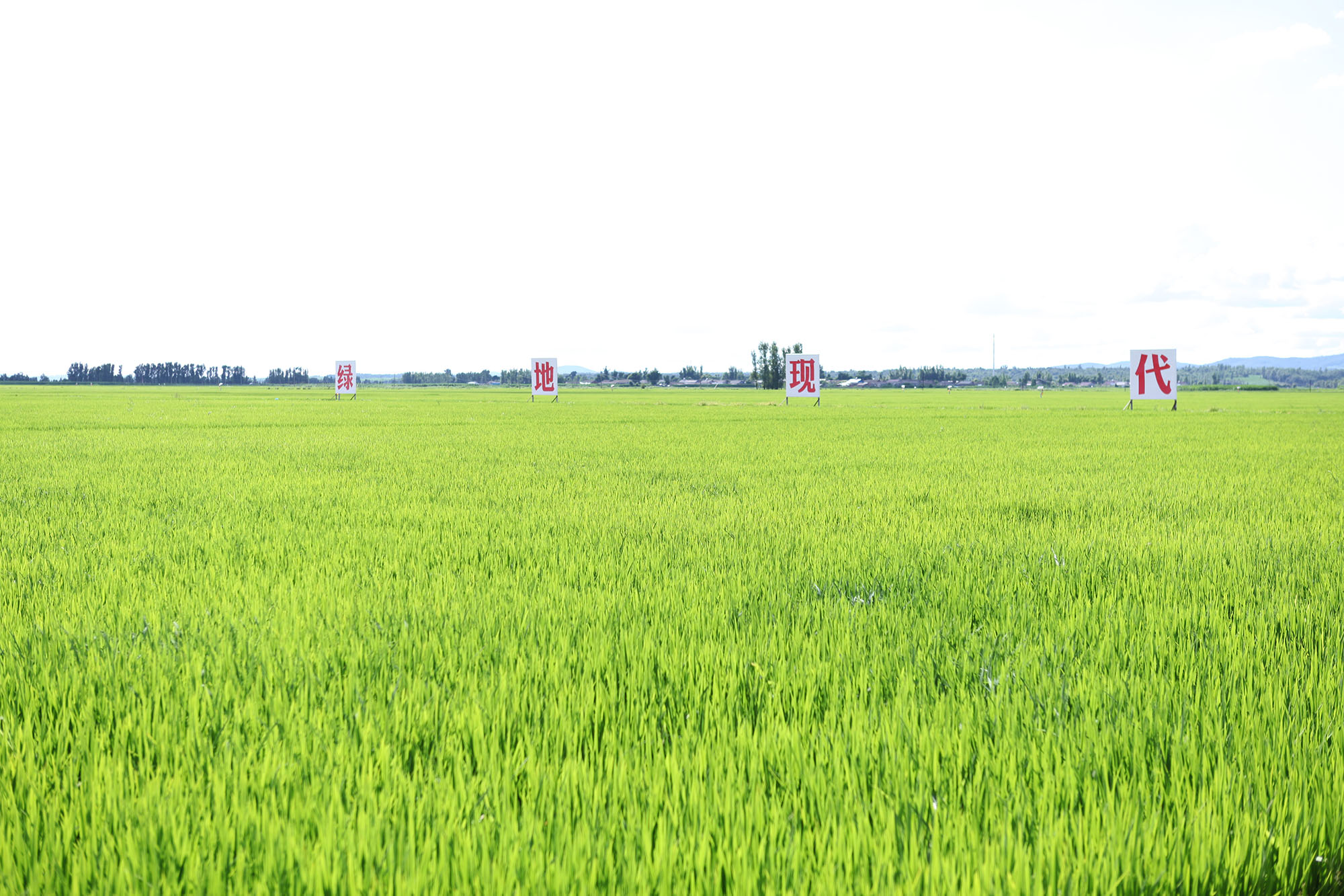 吉林大米种植基地