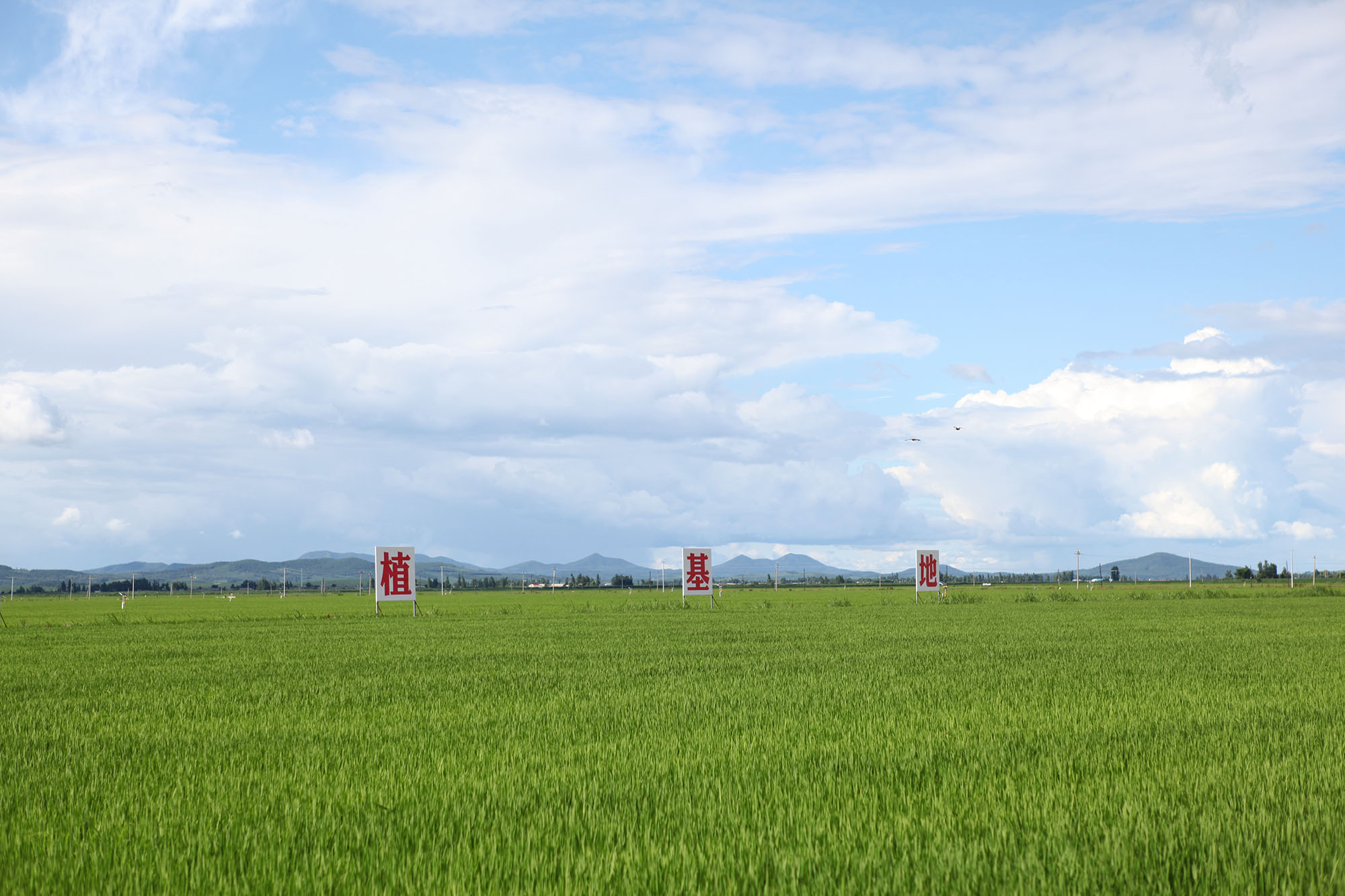 吉林大米种植基地