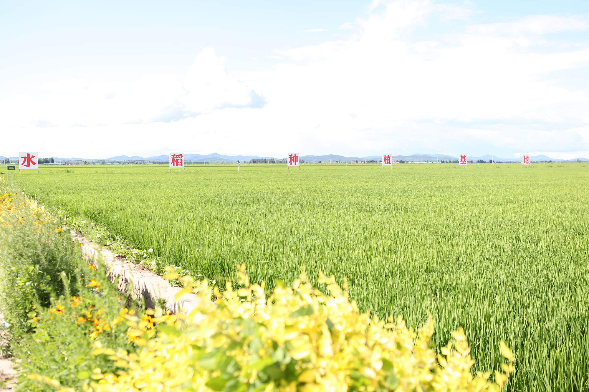 吉林大米种植基地