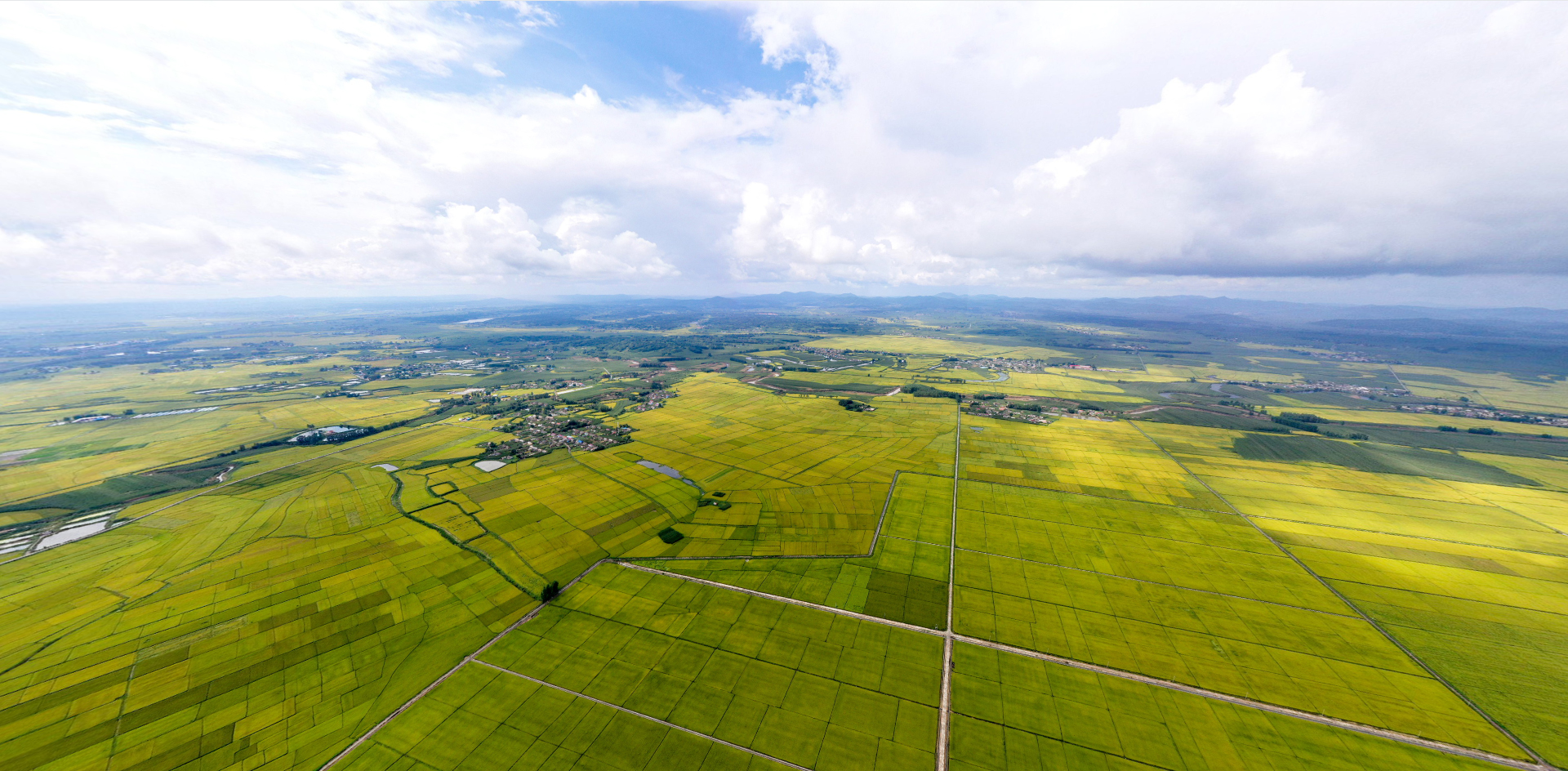 吉林大米种植基地